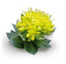 Rhodiola